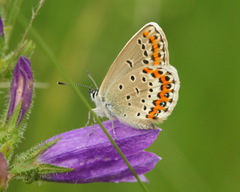 Plebejus idas