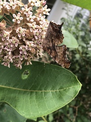 Polygonia interrogationis