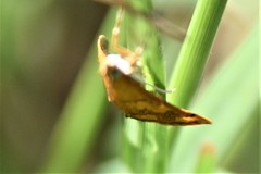 Pyrausta phoenicealis
