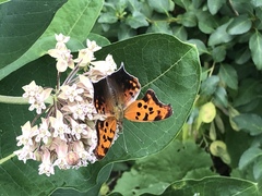 Polygonia interrogationis
