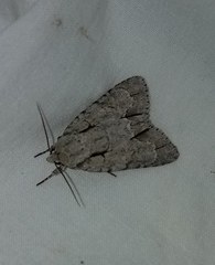 Acronicta laetifica