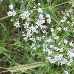 Gypsophila paniculata
