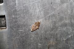 Adrapsa quadrilinealis