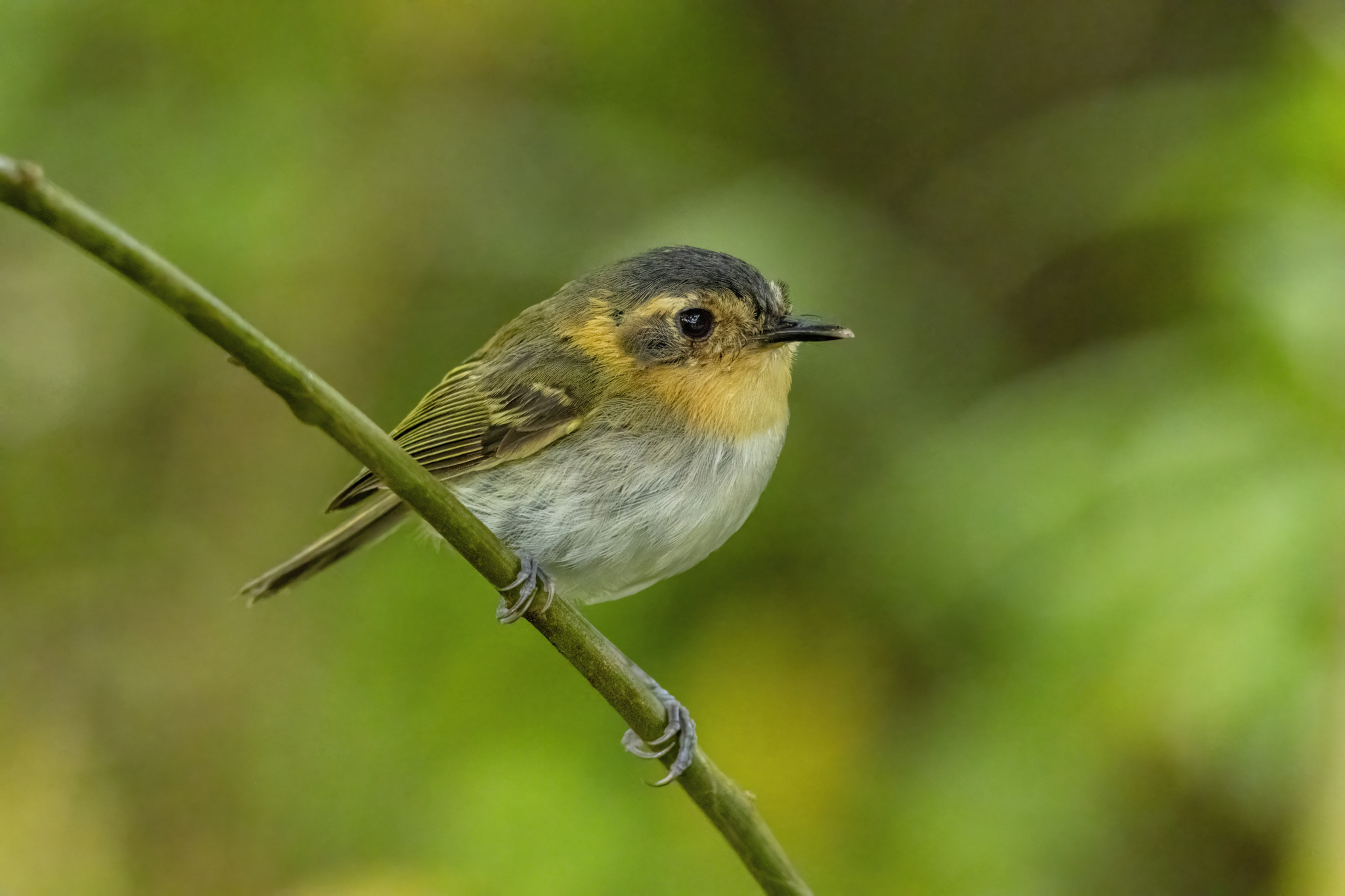 Ochre-faced Tody-Flycatcher (Poecilotriccus plumbeiceps)