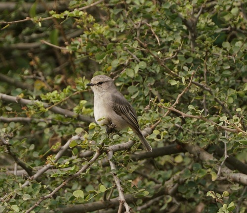 African Grey Flycatcher (Bradornis microrhynchus), photo 3