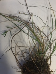 Carex interior