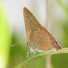 Satyrium titus