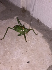 Neobarrettia spinosa