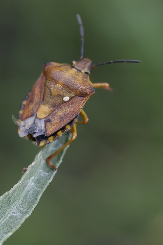 Black-shouldered Shieldbug photo 4