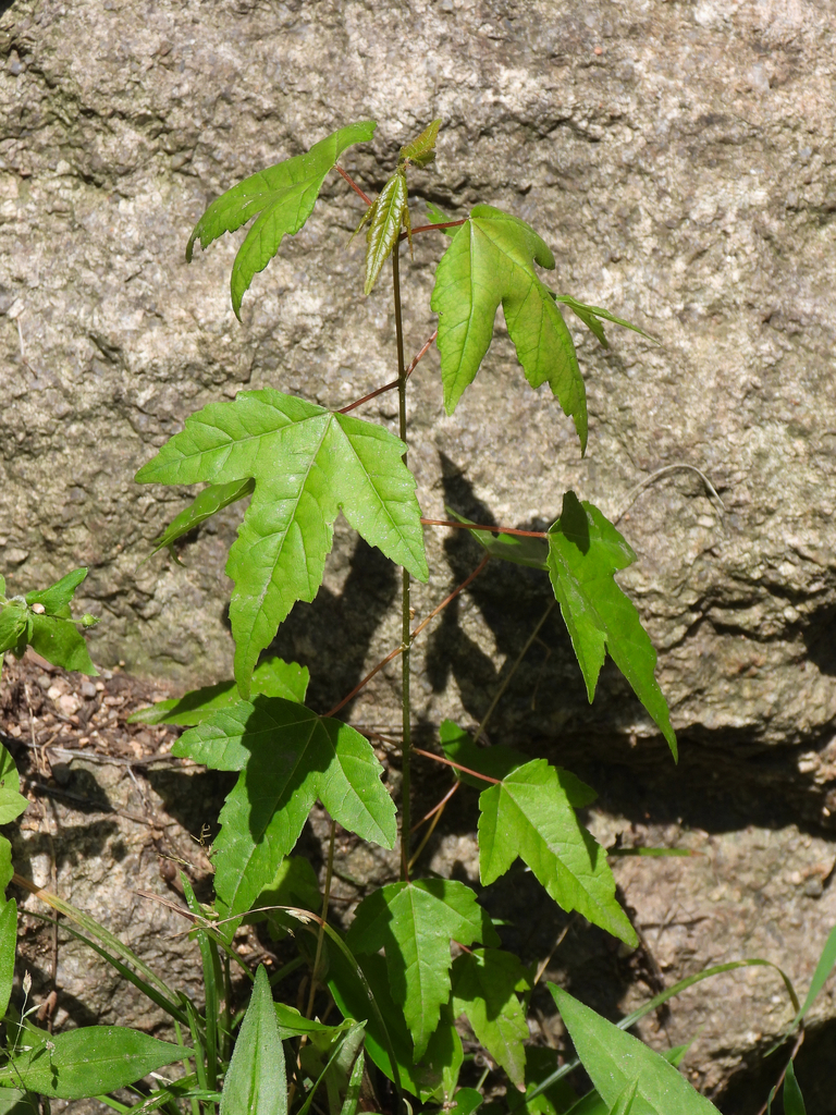 Acer buergerianum