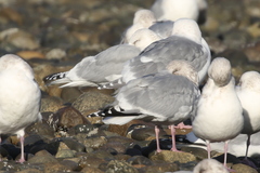 Larus glaucoides