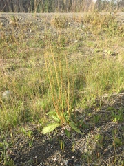 Plantago eriopoda