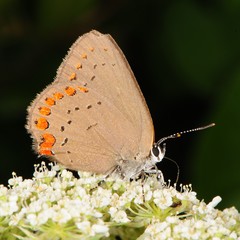 Satyrium titus