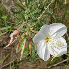 Oenothera nuttallii