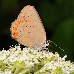 Satyrium titus