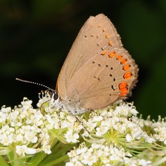 Satyrium titus
