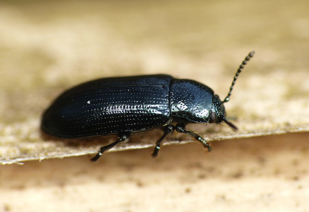 Brooklime Leaf Beetle