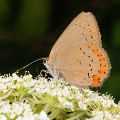 Satyrium titus