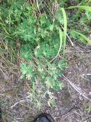Lupinus nootkatensis