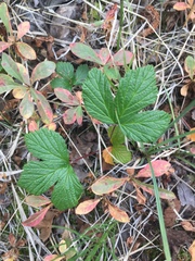Rubus arcticus stellatus