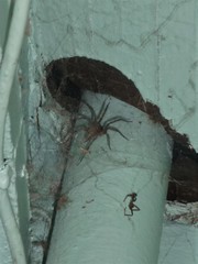 Araneae