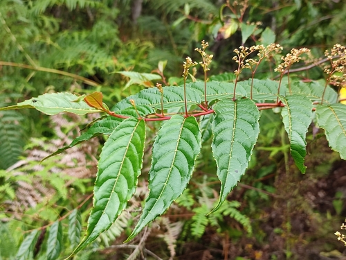 Perrottetia alpestris observed 2024-12-15