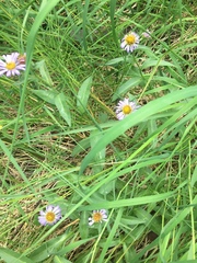 Erigeron peregrinus