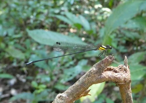 Salone Threadtail