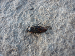 Boisea rubrolineata