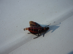Boisea rubrolineata