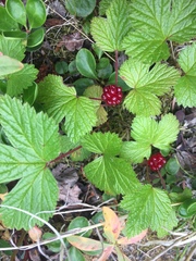 Rubus arcticus stellatus