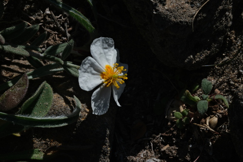 Helianthemum almeriense (Helianthemum almeriense)