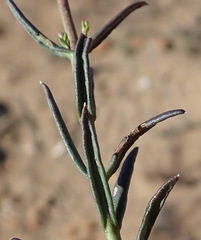 Chaenostoma subnudum
