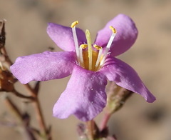 Chaenostoma subnudum