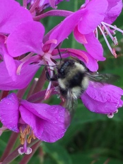Bombus bifarius