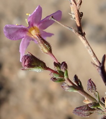 Chaenostoma subnudum