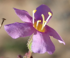 Chaenostoma subnudum