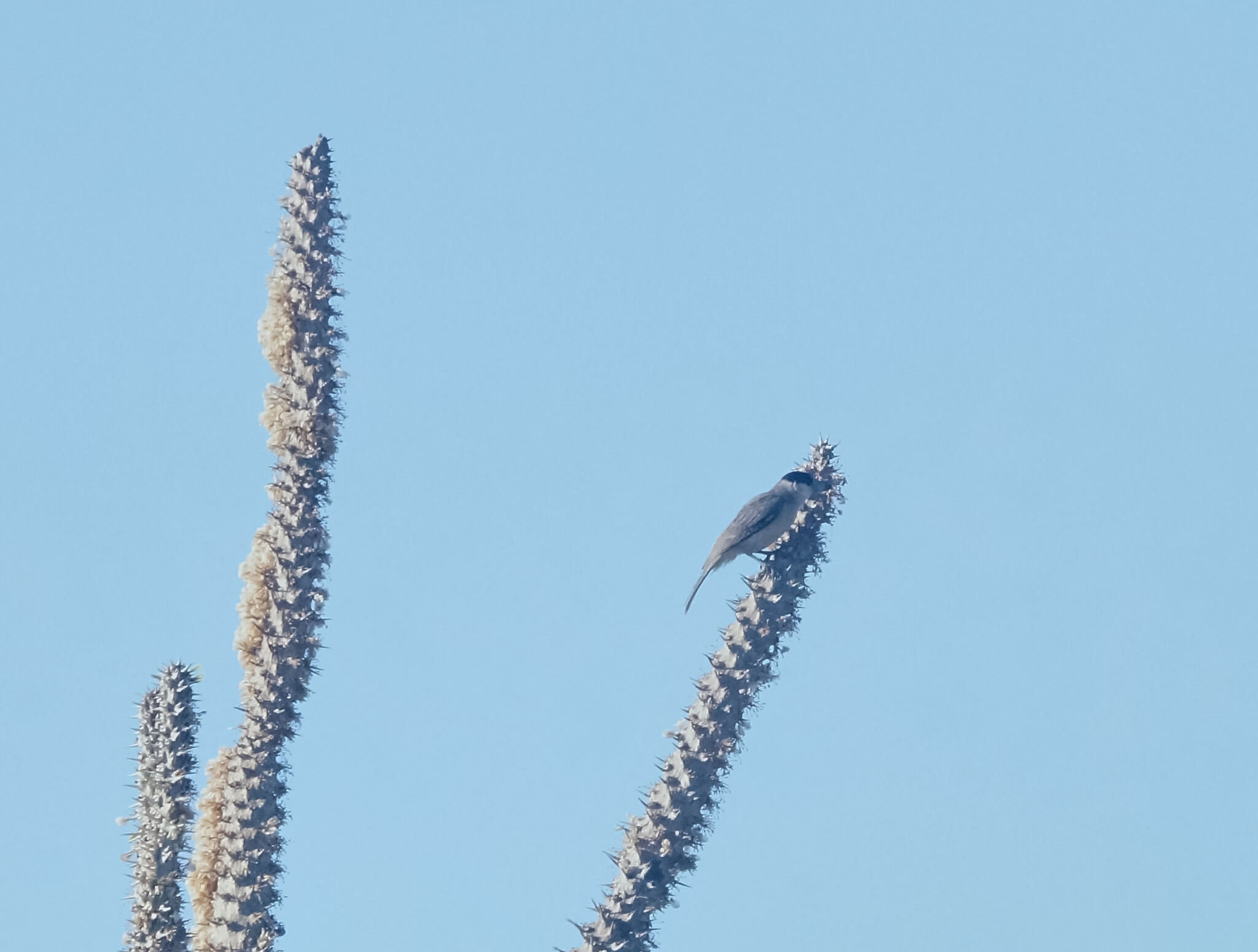 Lafresnaye's Vanga (Xenopirostris xenopirostris), photo 6