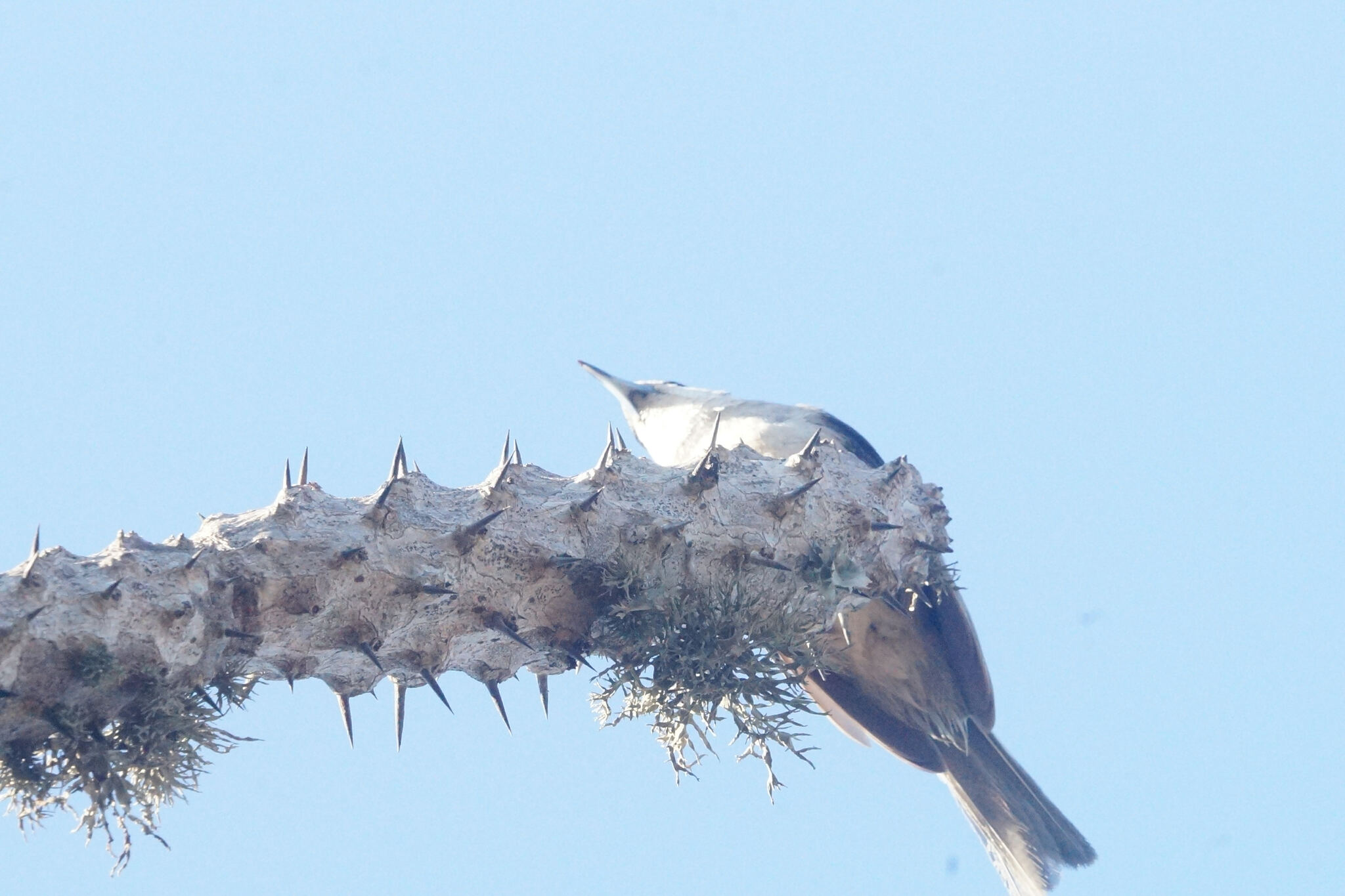 Lafresnaye's Vanga (Xenopirostris xenopirostris), photo 9