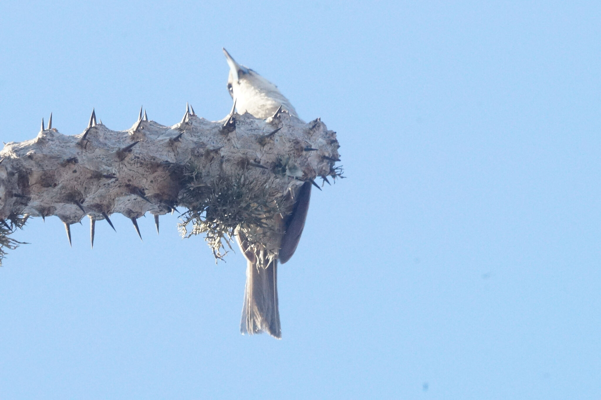 Lafresnaye's Vanga (Xenopirostris xenopirostris), photo 8