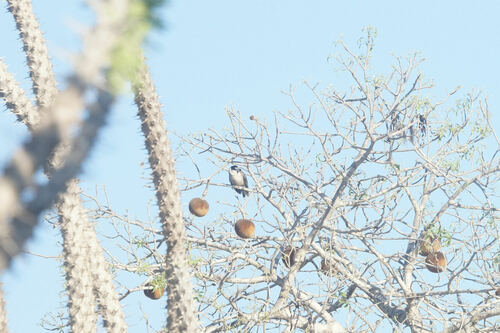 Lafresnaye's Vanga (Xenopirostris xenopirostris), photo 10