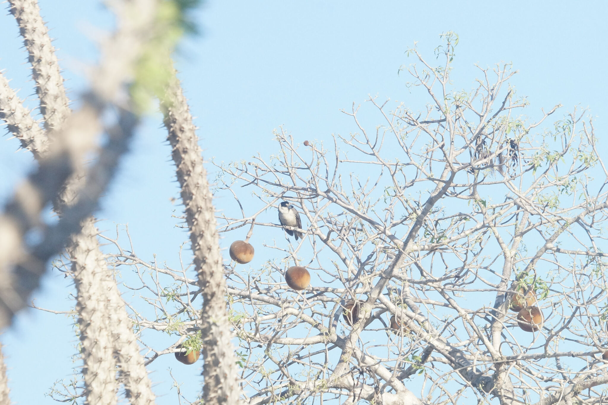 Lafresnaye's Vanga (Xenopirostris xenopirostris), photo 7