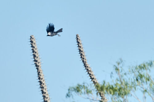 Lafresnaye's Vanga (Xenopirostris xenopirostris), photo 7