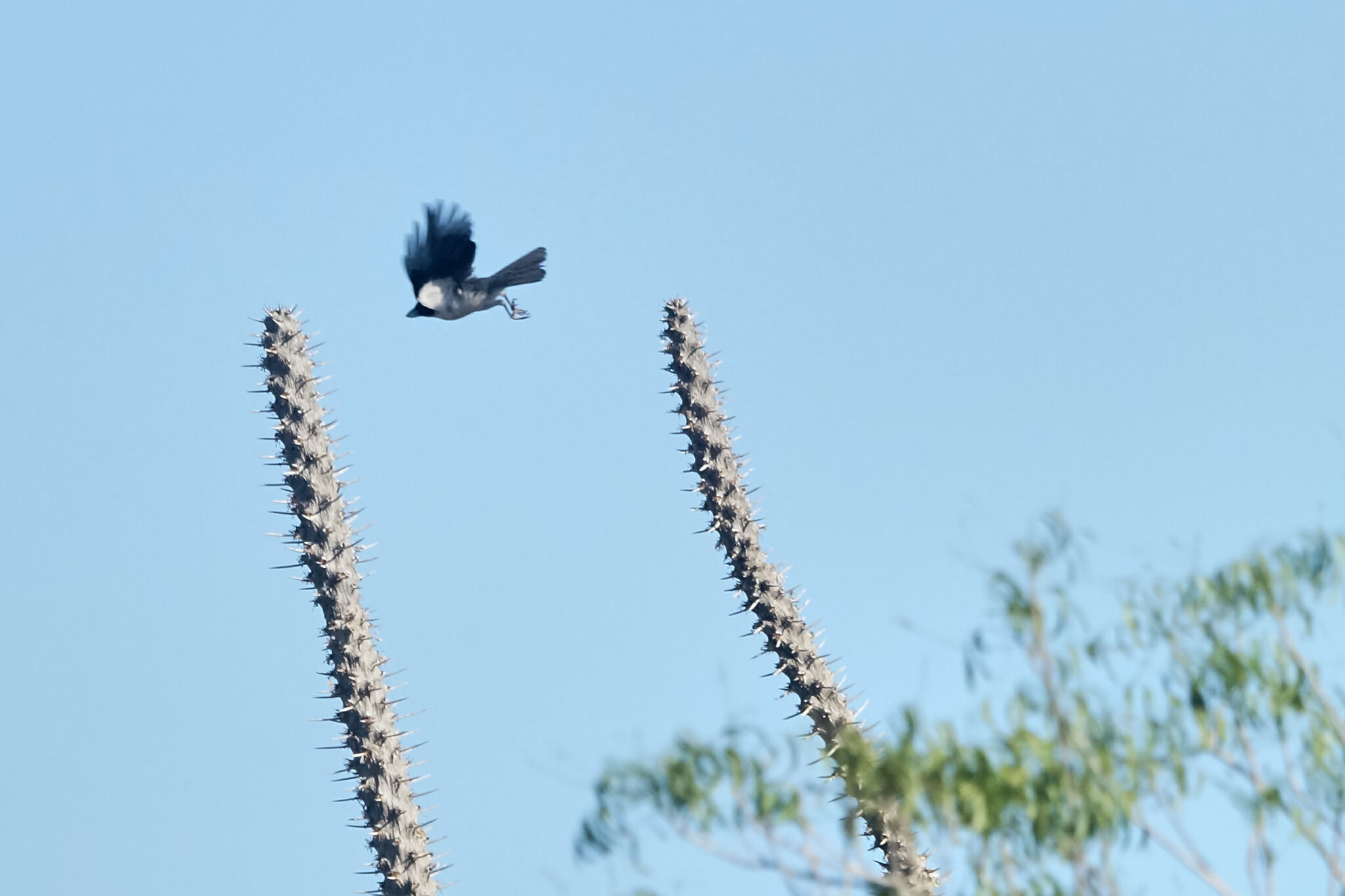 Lafresnaye's Vanga (Xenopirostris xenopirostris), photo 4