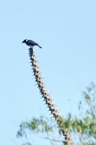 Lafresnaye's Vanga (Xenopirostris xenopirostris), photo 8