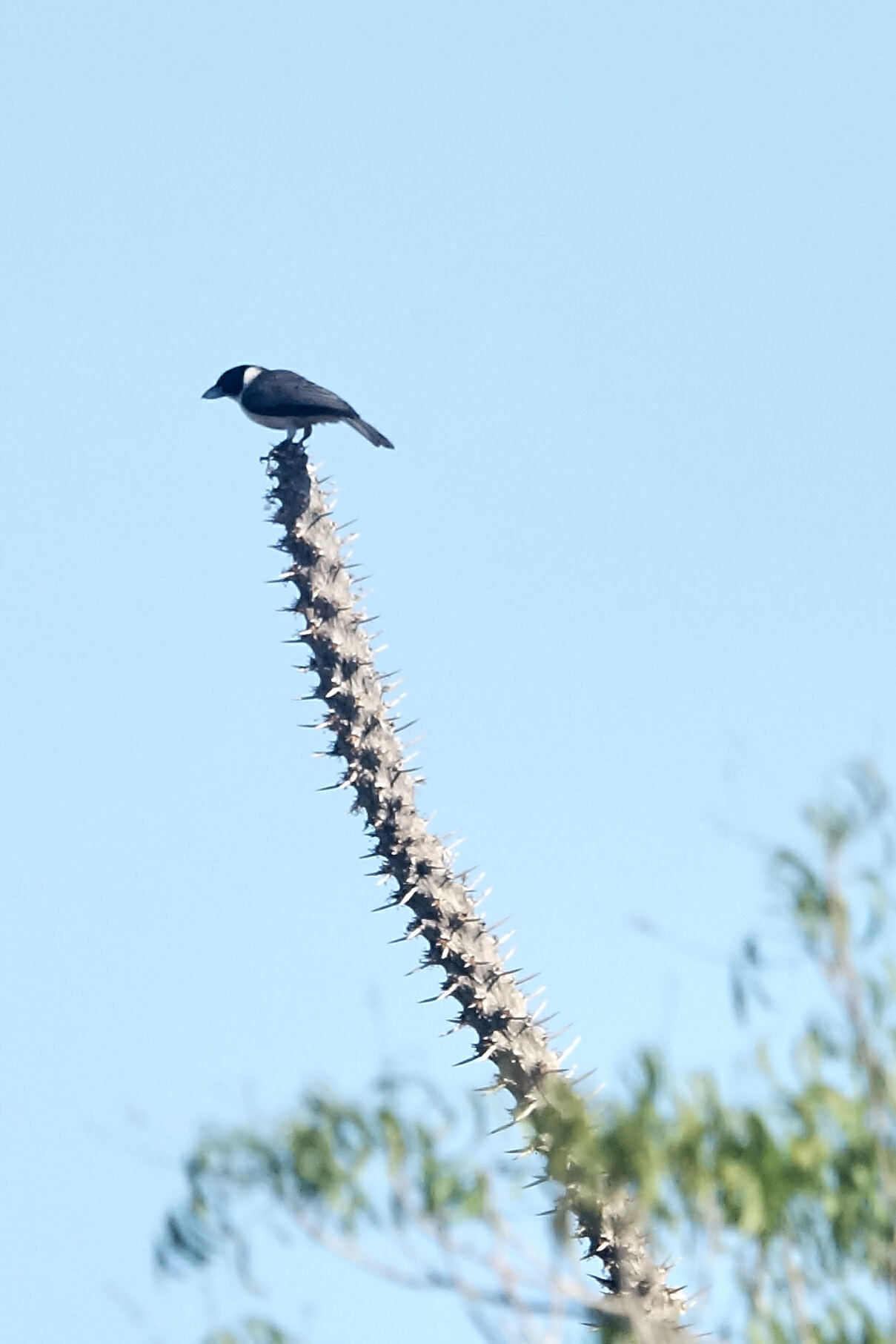 Lafresnaye's Vanga (Xenopirostris xenopirostris), photo 5