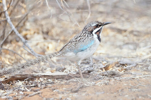 Long-tailed Ground-Roller (Uratelornis chimaera)