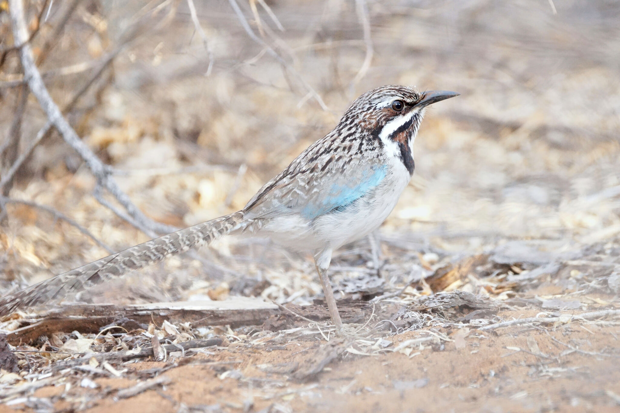 Long-tailed Ground-Roller (Uratelornis chimaera)