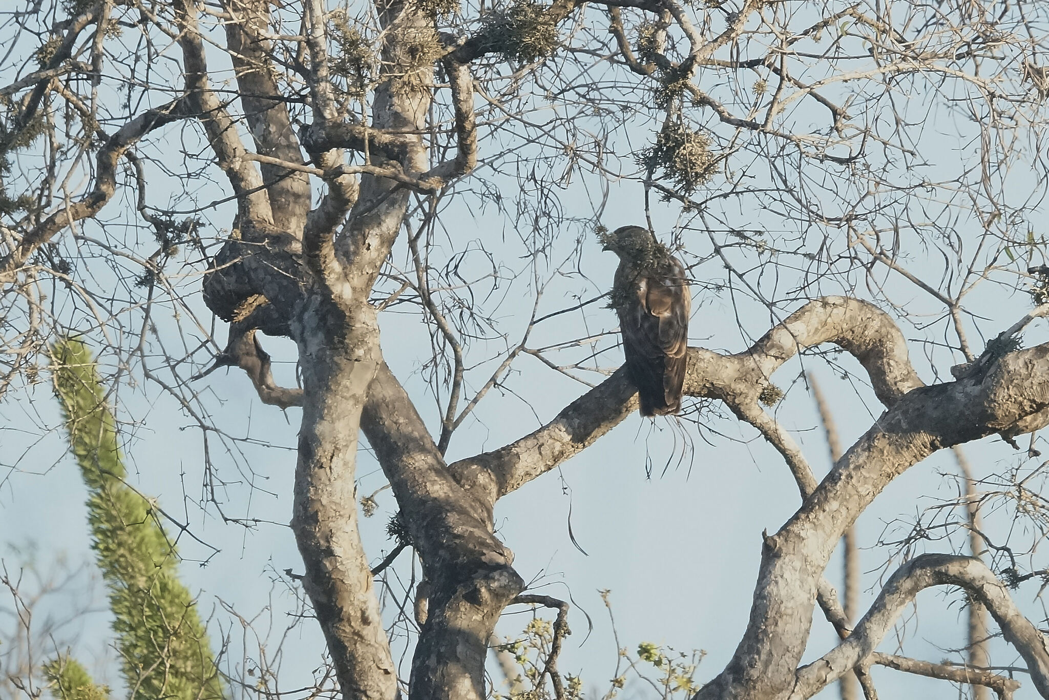 Madagascar Cuckoo-Hawk (Aviceda madagascariensis), photo 5