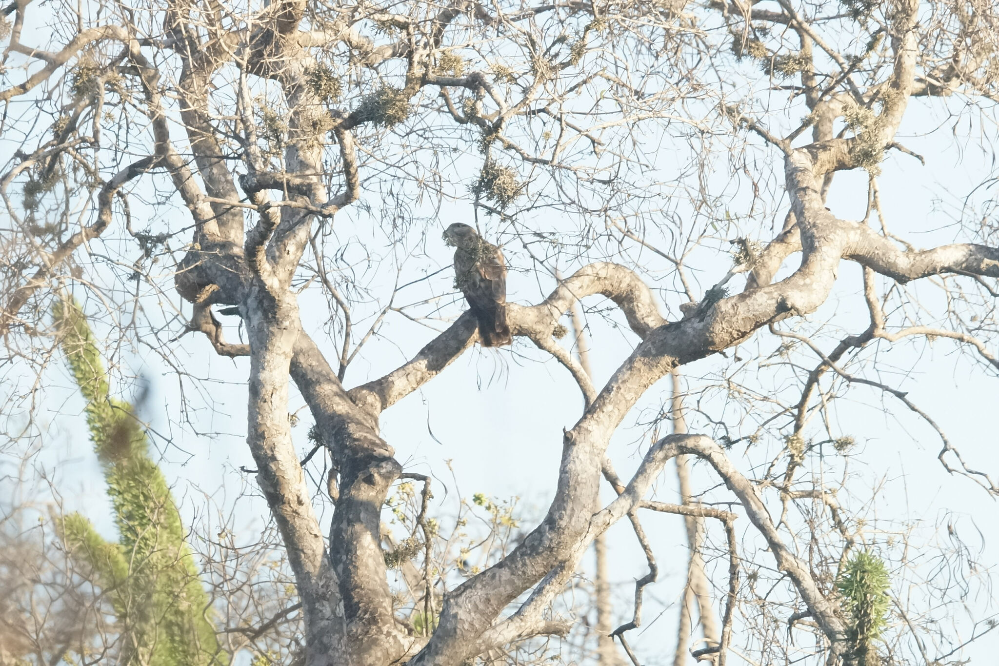 Madagascar Cuckoo-Hawk (Aviceda madagascariensis), photo 8